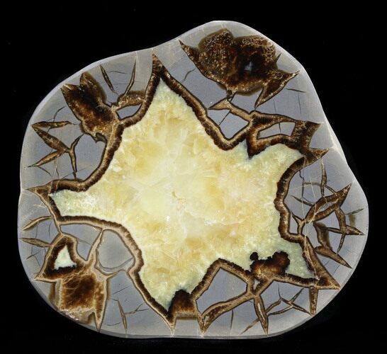 Polished Septarian Slice - Utah #37720